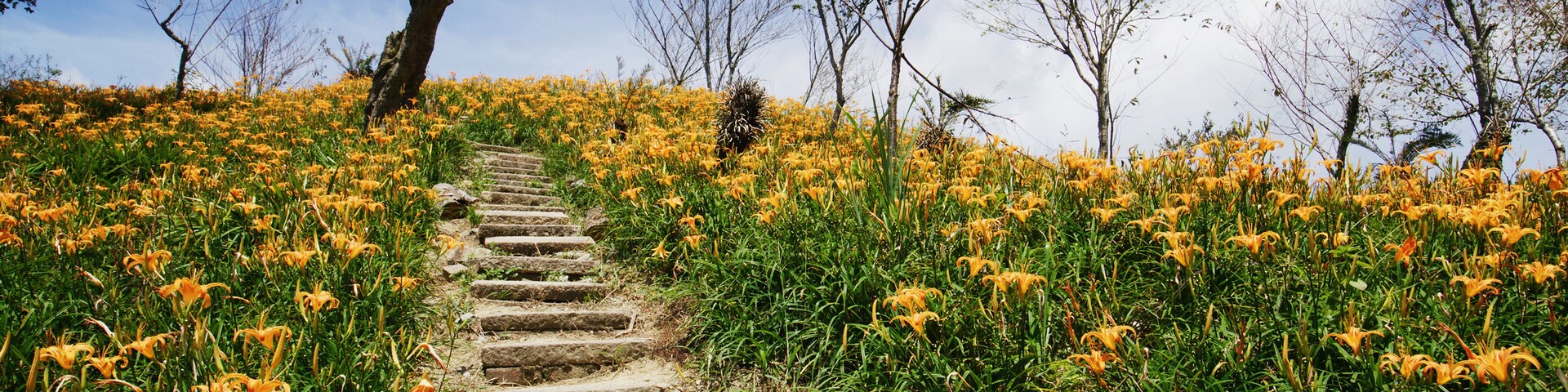Flower field of beautiful orange daylily in Taimali Kinchen Mountain in Taitung of Taiwan