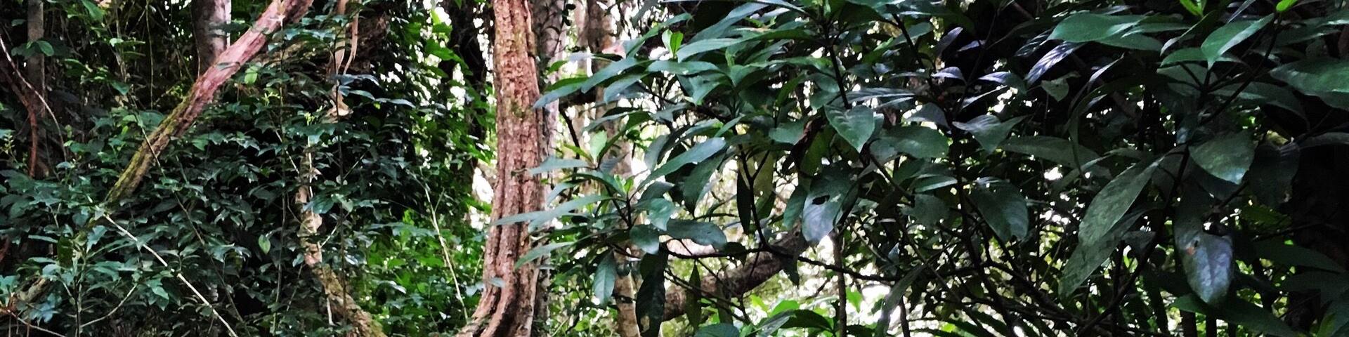 Hundred-year sour creeper