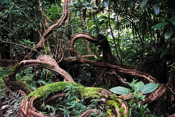 Hundred-year sour creeper