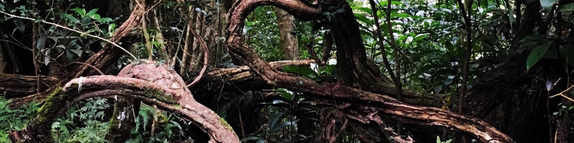 Hundred-year sour creeper