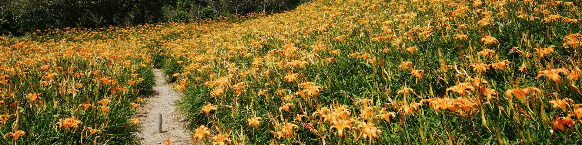 Orange day lily flower field in Taimali Kinchen Mountain in Taitung