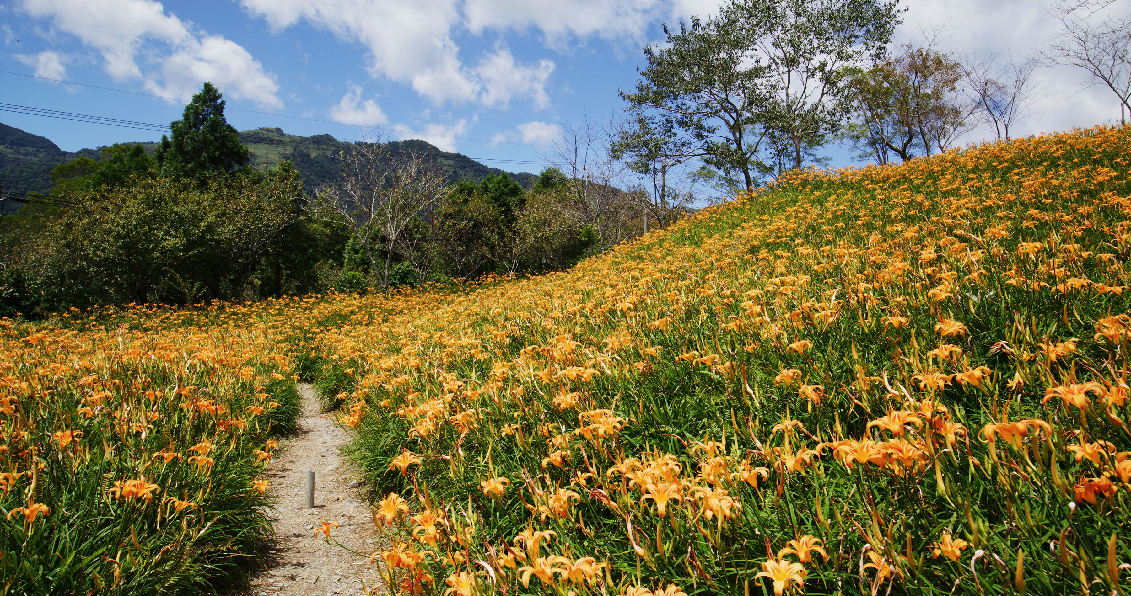 A field of orange lilies with a dirt path leading through it, surrounded by trees and hills.