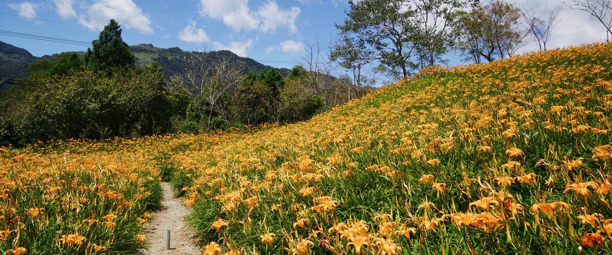 A field of orange lilies with a dirt path leading through it, surrounded by trees and hills.