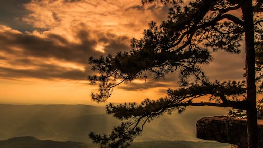 A sunset with a silhouette of a pine tree and a rock formation.