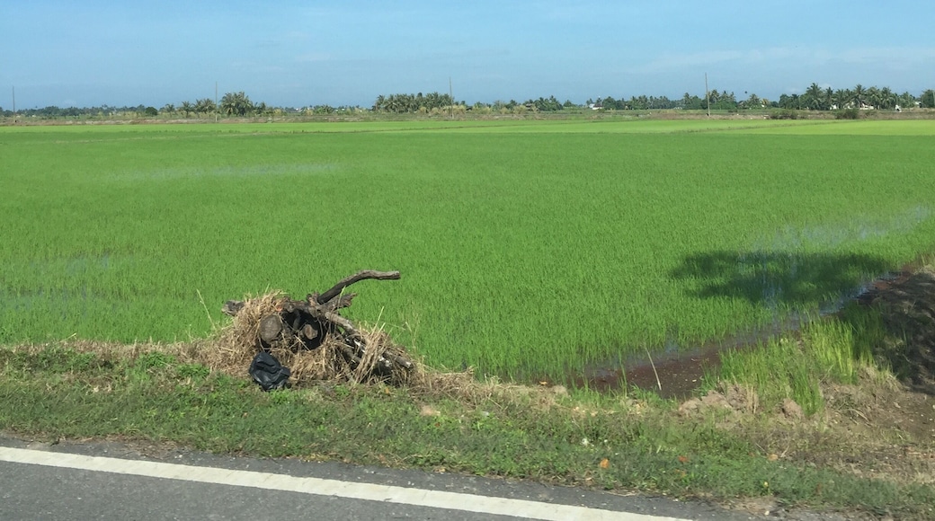 Clear blue sky with paddy fields.