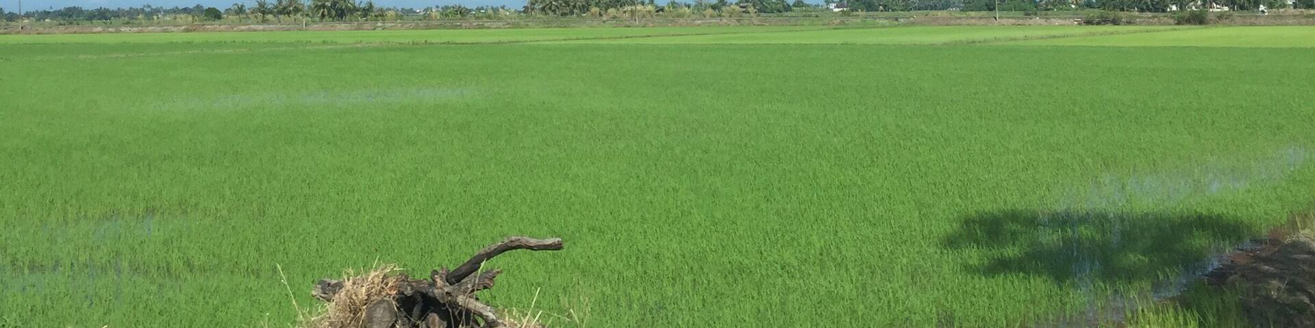 Clear blue sky with paddy fields.