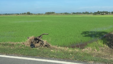 Clear blue sky with paddy fields.