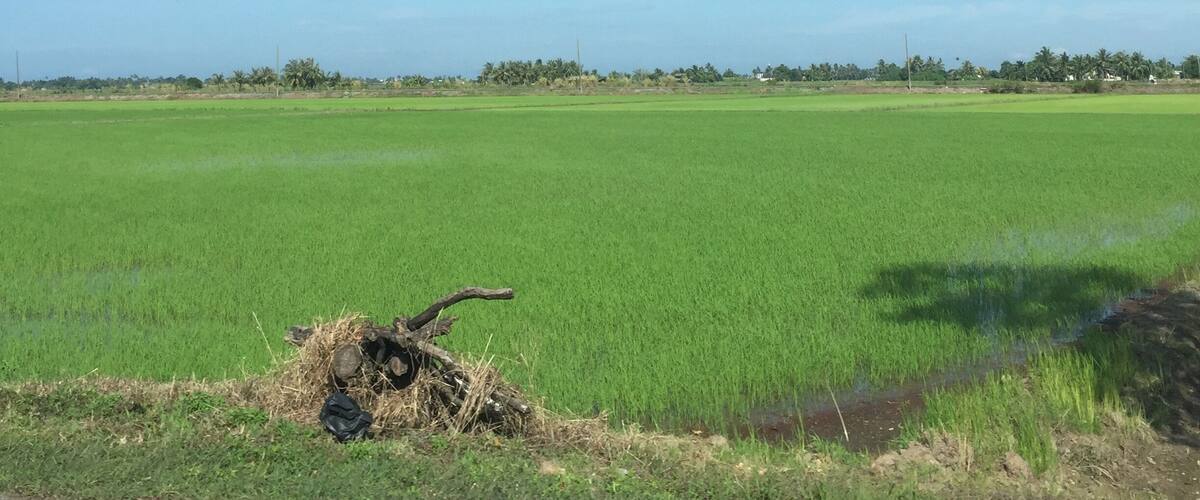 A vast green field under a clear blue sky.