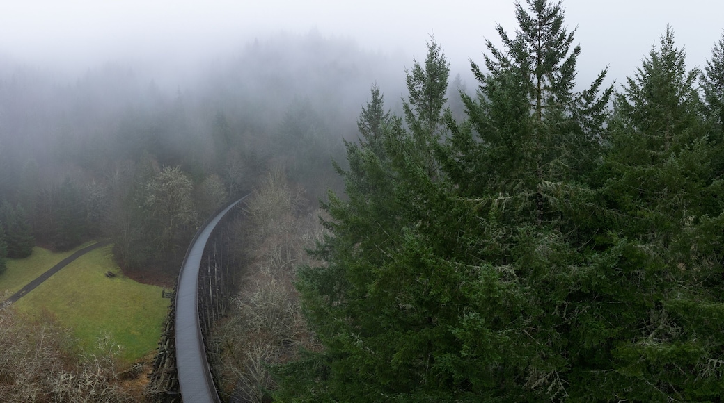 Low rain clouds drift across the Banks Vernonia trail, an old railroad bed west of Portland, Oregon. This forested area is popular amongst hikers, bikers, and campers.