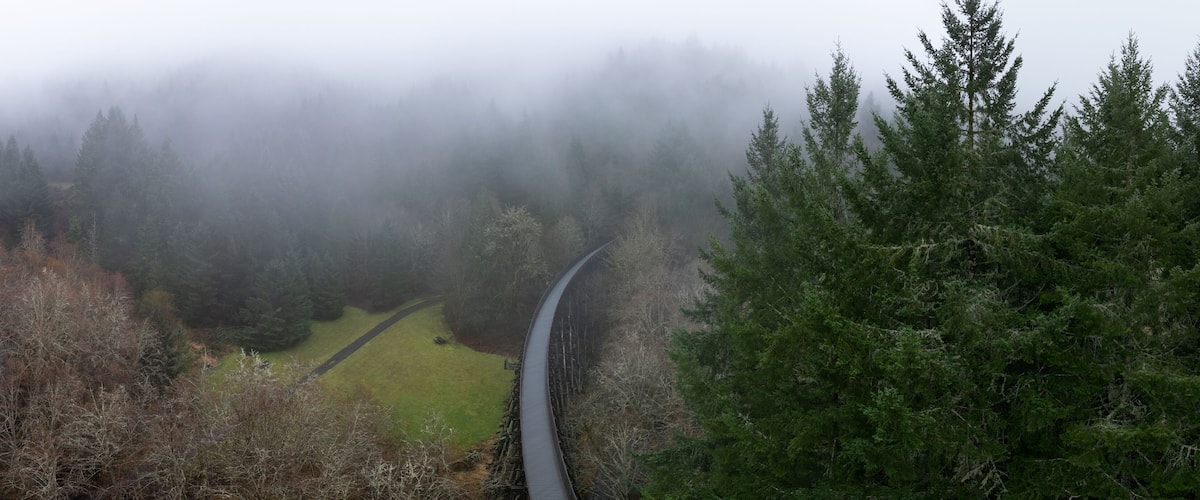 A foggy forest with a winding road.