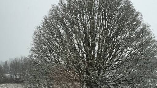 #scappoose #oregon #pnw #pacificnorthwest #oregonwinter