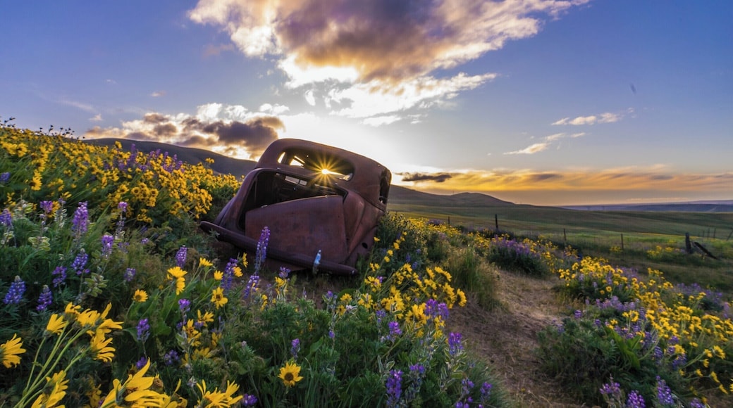 Went to this park for sunrise. Everything was perfect. #Green