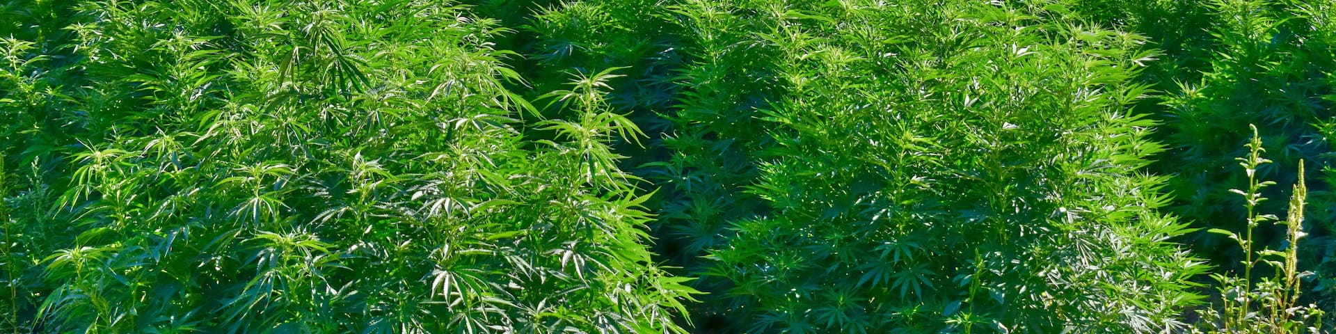 A lush green field of cannabis plants with a forested hill in the background.