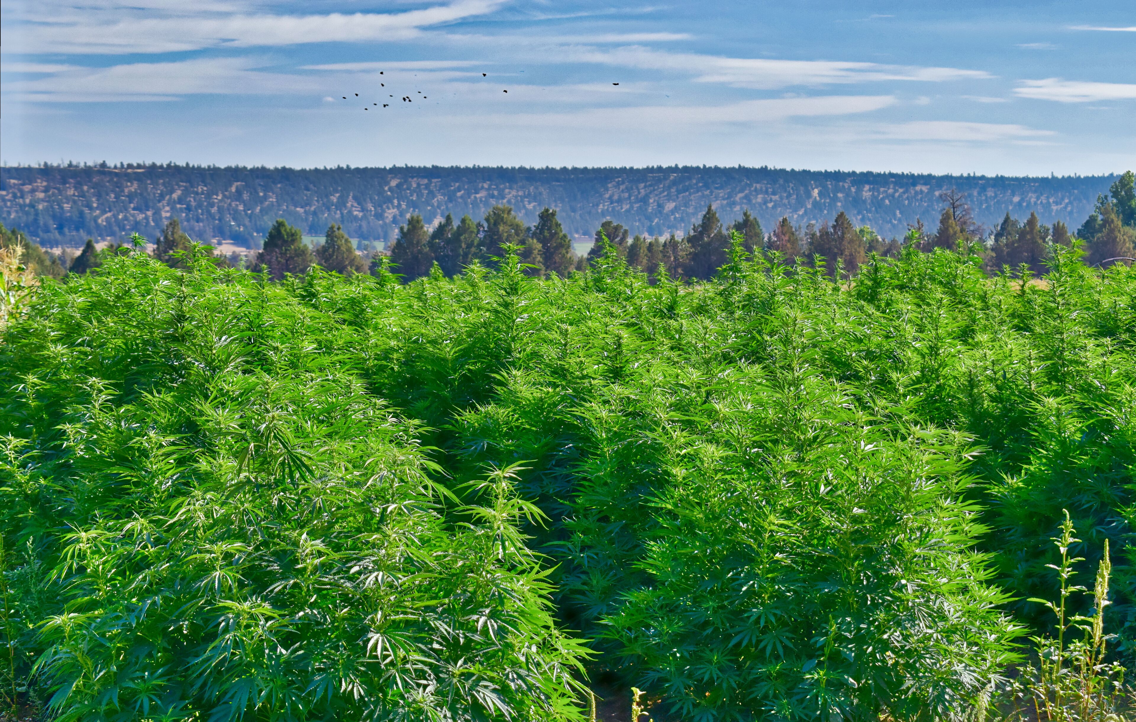 A lush green field of cannabis plants with a forested hill in the background.