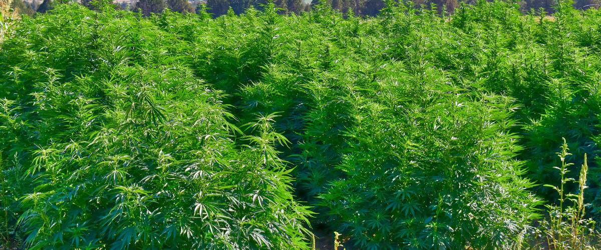 A lush green field of cannabis plants with a forested hill in the background.