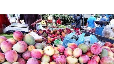 Mangos from orotina Costa Rica