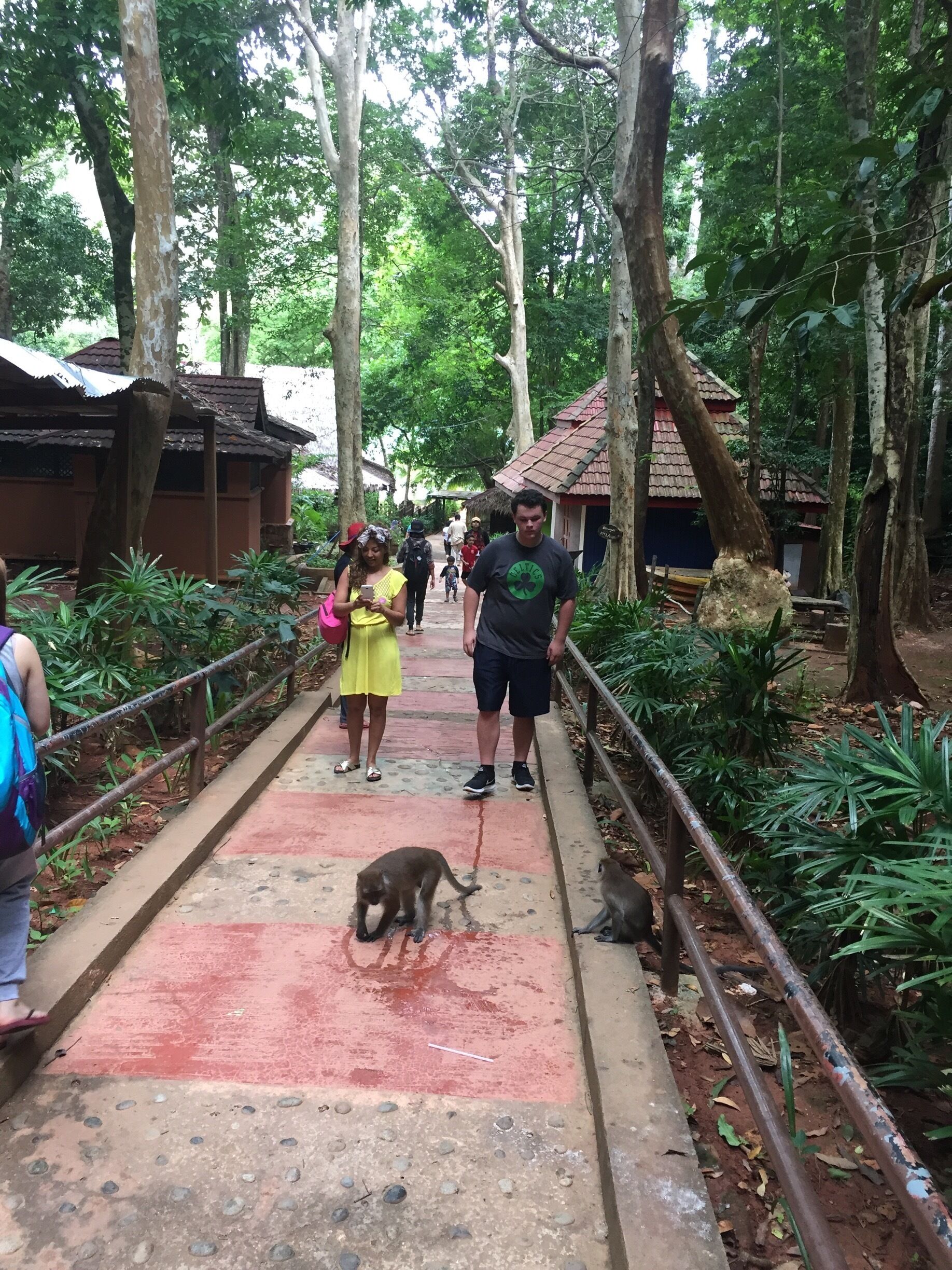 Monkeys mixing with people