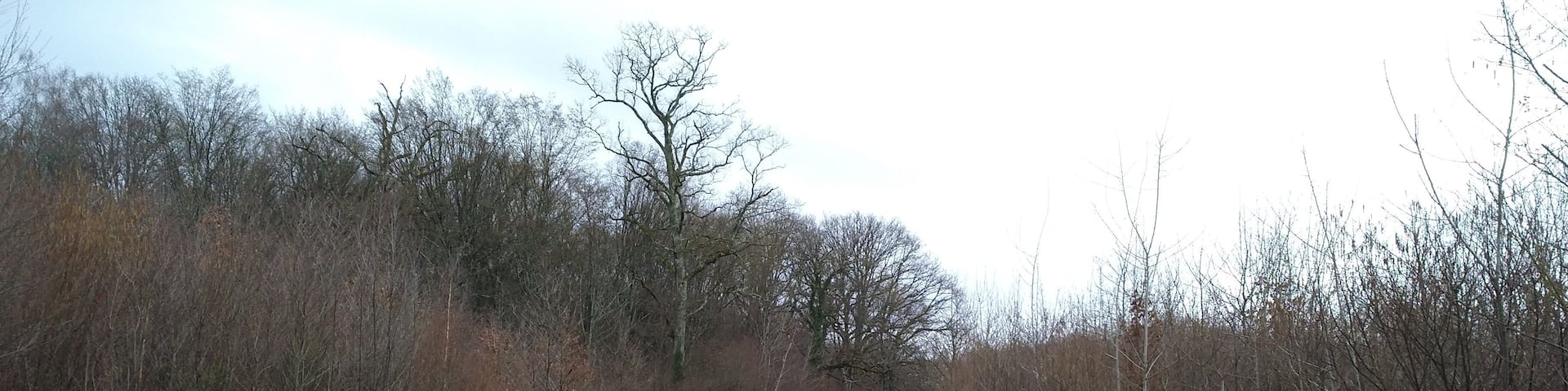 Chemin dans la forĂȘt, prĂšs de la CĂŽte-d'Or, sur la commune de Peintre (Jura, France).