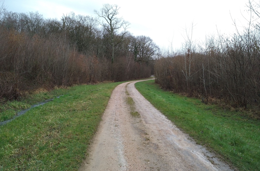 A rural dirt road winding through a wooded area with grassy banks on either side.