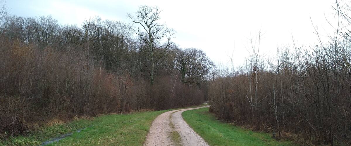 A rural dirt road winding through a wooded area with grassy banks on either side.