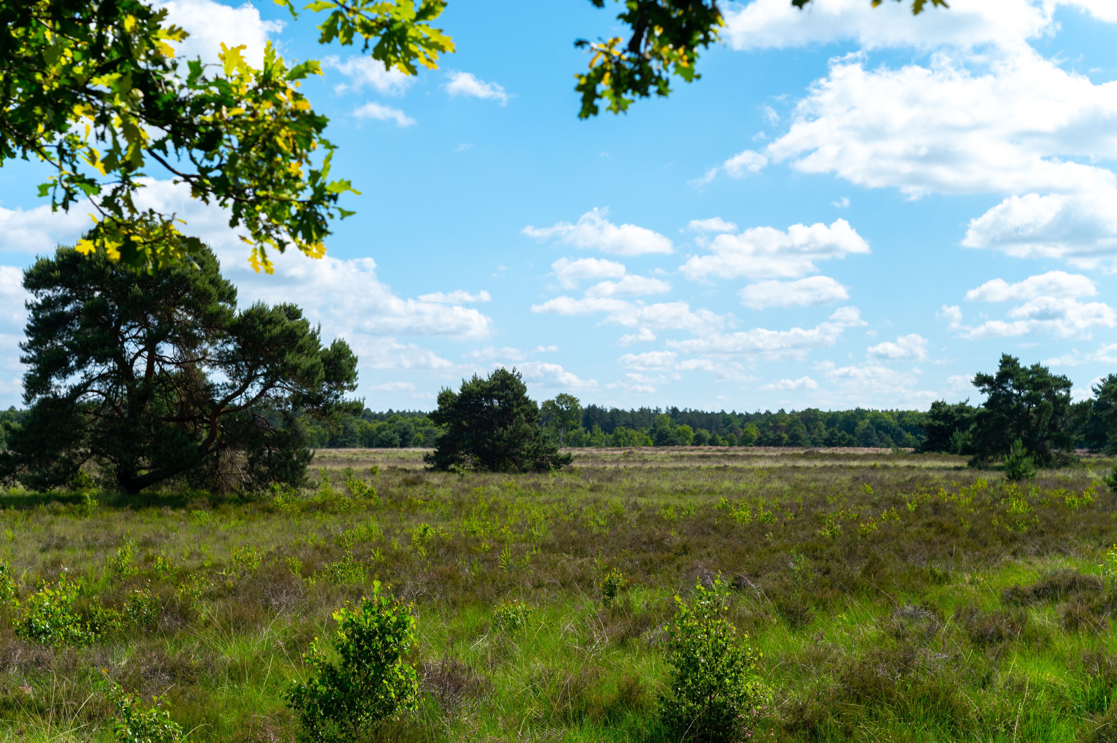 Summer vacation destination in Europe, green Kempen forest and meadows in North Brabant, Netherlands in sunny day