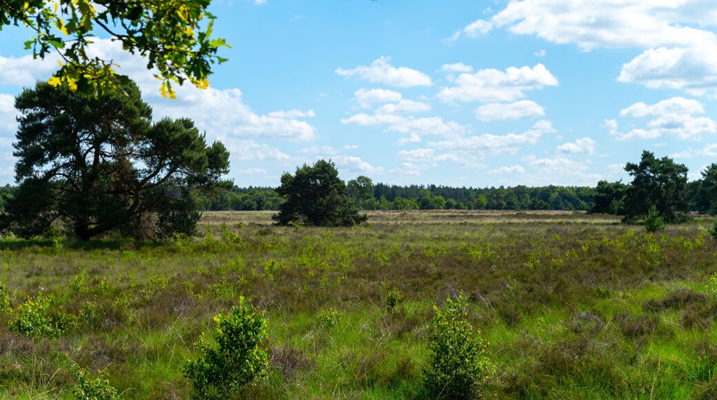 Summer vacation destination in Europe, green Kempen forest and meadows in North Brabant, Netherlands in sunny day