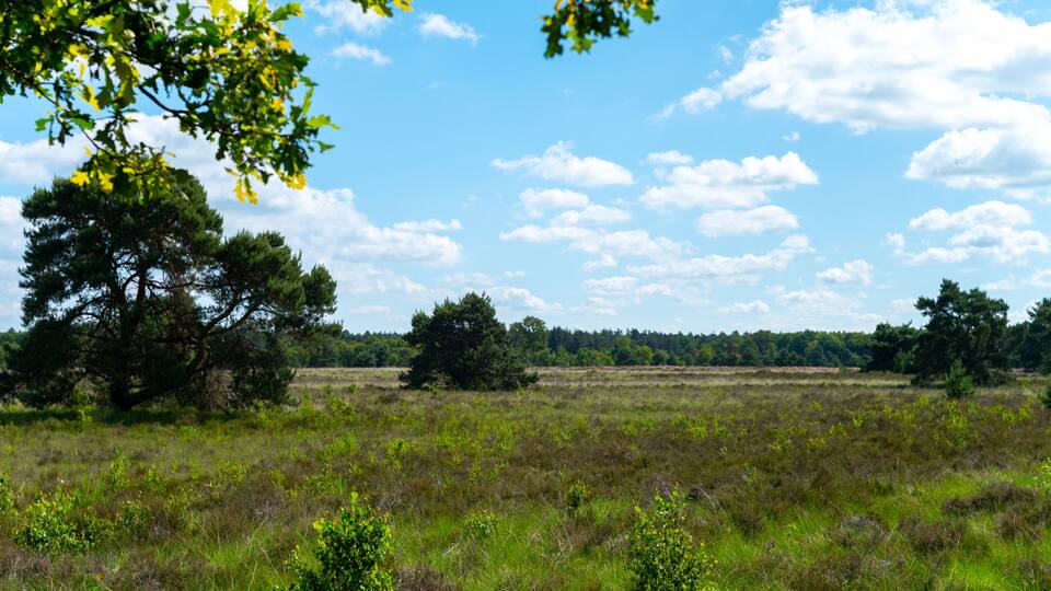 Summer vacation destination in Europe, green Kempen forest and meadows in North Brabant, Netherlands in sunny day
