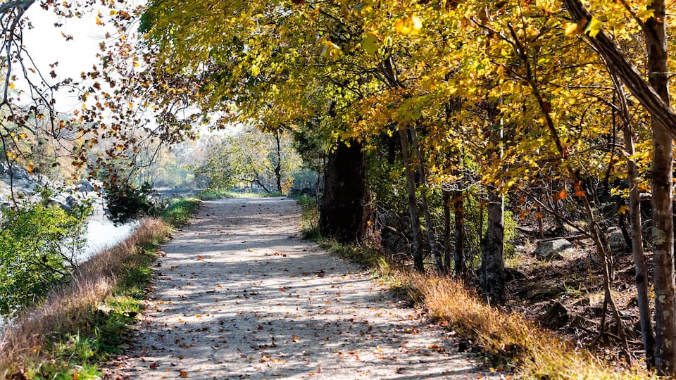 A paved path flanked by trees with yellow leaves, leading towards a body of water.