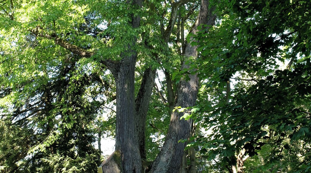 Schlosslinde Schlettau - Winterlinde (Tilia cordata) 50.561144, 12.951249