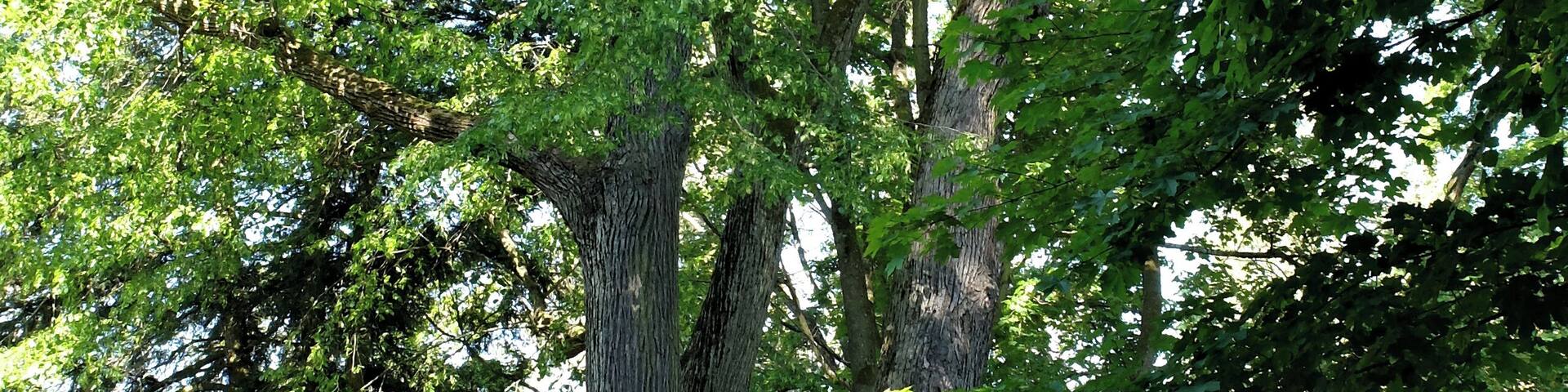 Schlosslinde Schlettau - Winterlinde (Tilia cordata) 50.561144, 12.951249