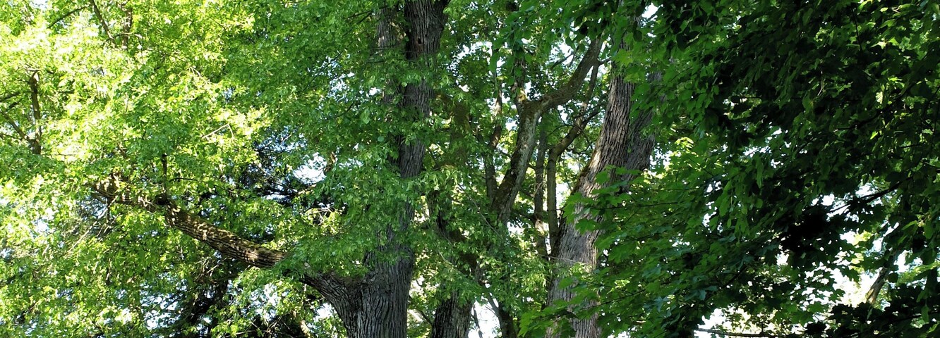 Schlosslinde Schlettau - Winterlinde (Tilia cordata) 50.561144, 12.951249