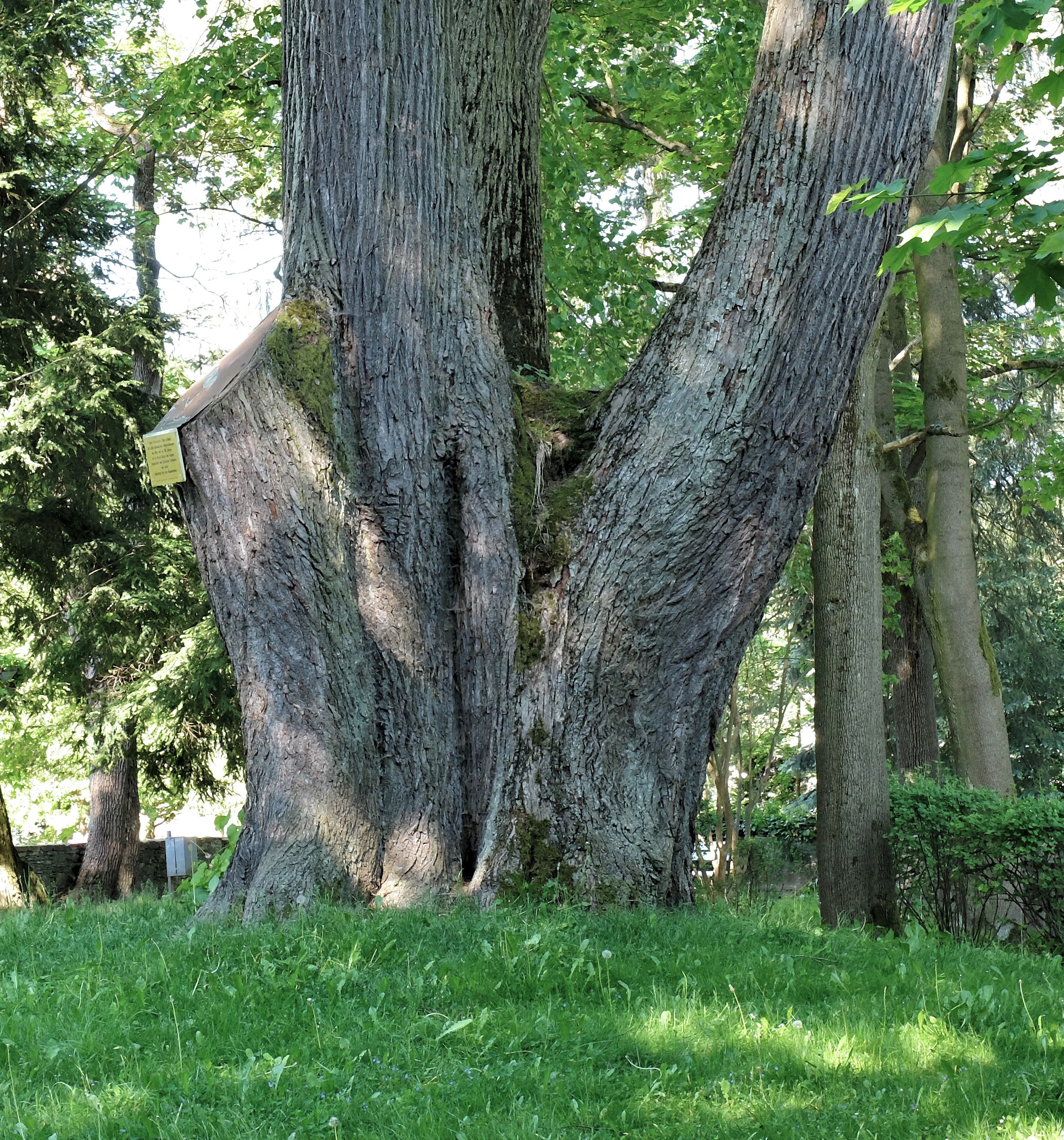 Schlosslinde Schlettau - Winterlinde (Tilia cordata) 50.561144, 12.951249