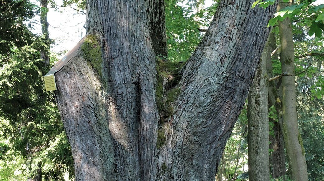 Schlosslinde Schlettau - Winterlinde (Tilia cordata) 50.561144, 12.951249