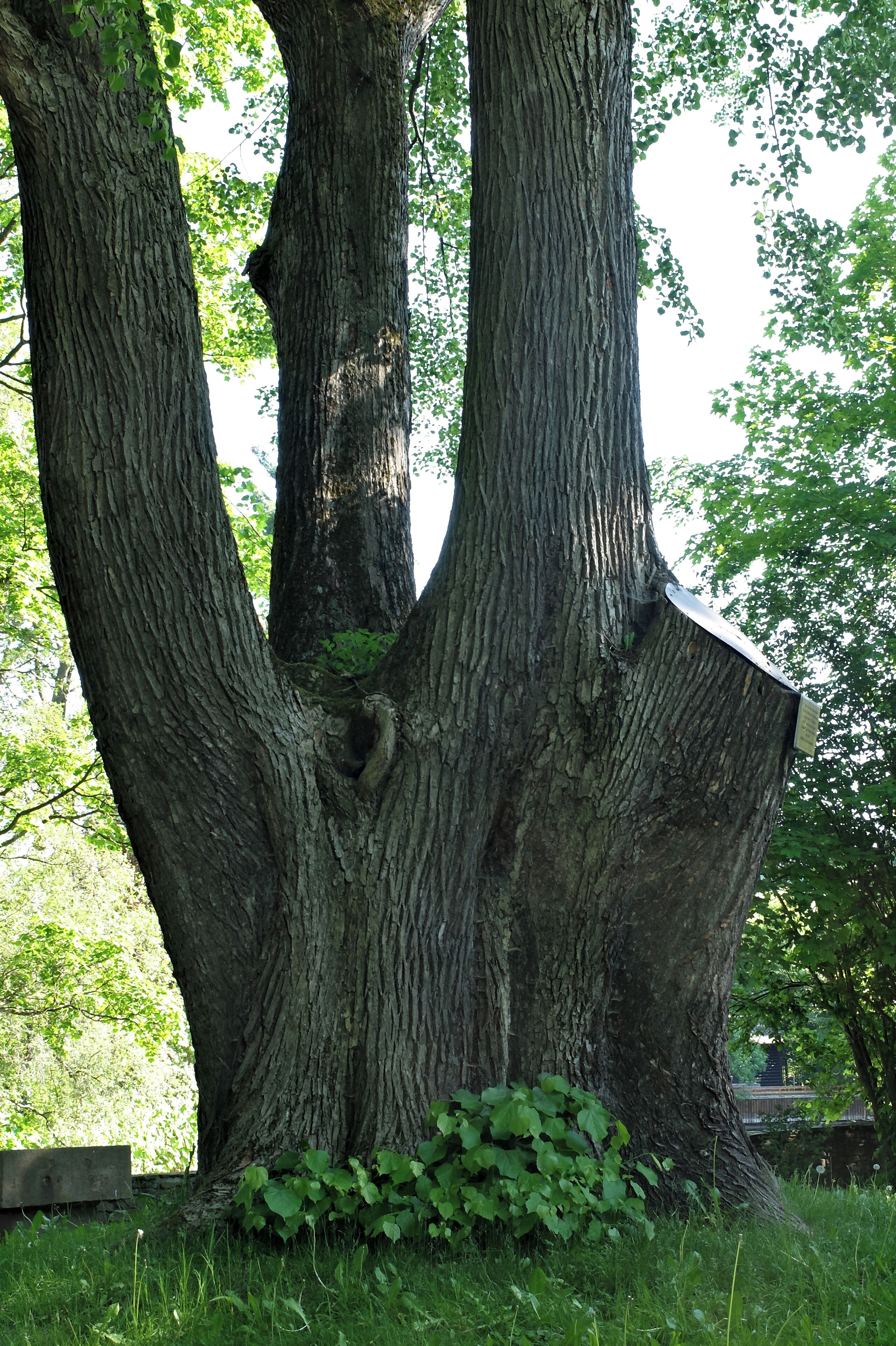 Schlosslinde Schlettau - Winterlinde (Tilia cordata) 50.561144, 12.951249