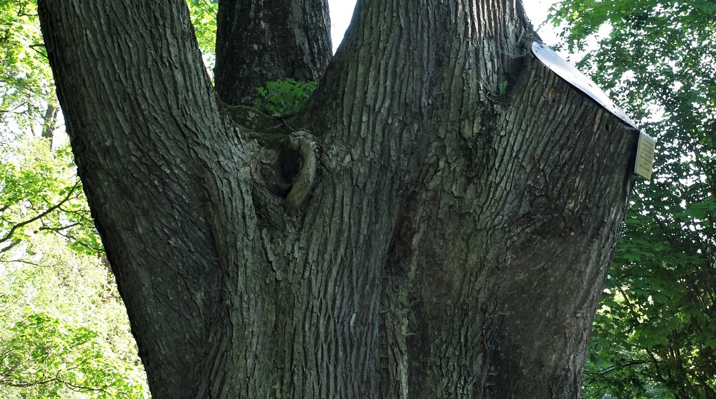 Schlosslinde Schlettau - Winterlinde (Tilia cordata) 50.561144, 12.951249