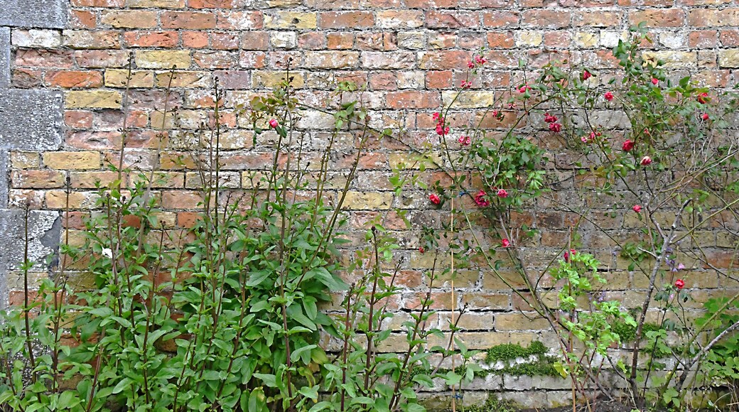 Part of the wall that surronds the kitchen garden. Loved how the flowers contrasted with the brick.