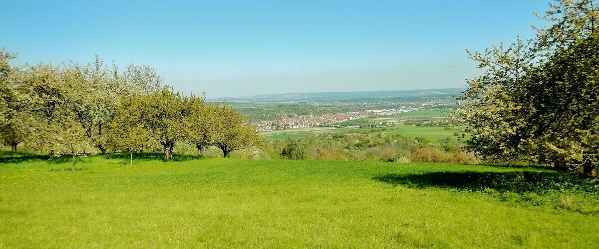 A grassy hill with trees and a distant view of a town.
