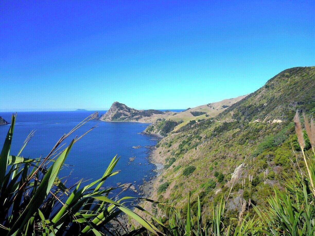 This isn't exactly Port Jackson, but it's the road on the way to PJ.

To get here you follow a single lane gravel road (sketchy at times!) skirting the edge of the beautiful Coromandel coastline.