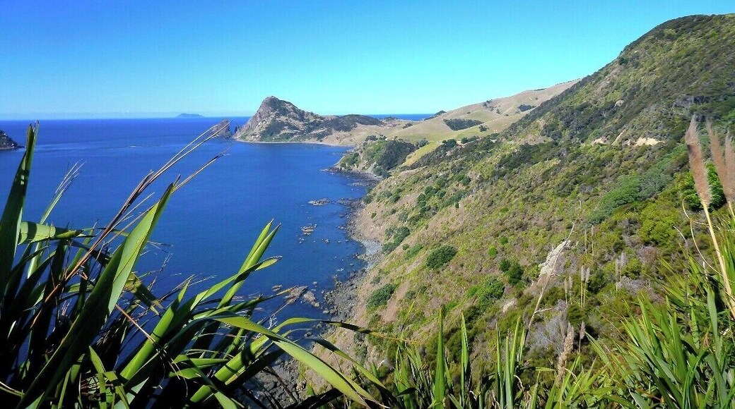 This isn't exactly Port Jackson, but it's the road on the way to PJ.
To get here you follow a single lane gravel road (sketchy at times!) skirting the edge of the beautiful Coromandel coastline.