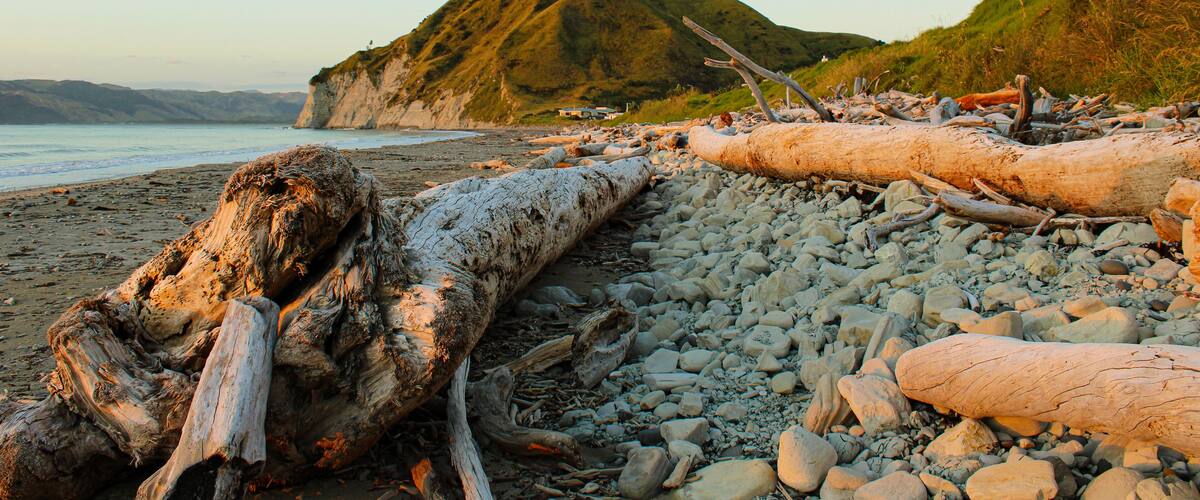A rocky beach with driftwood and a large hill in the background.