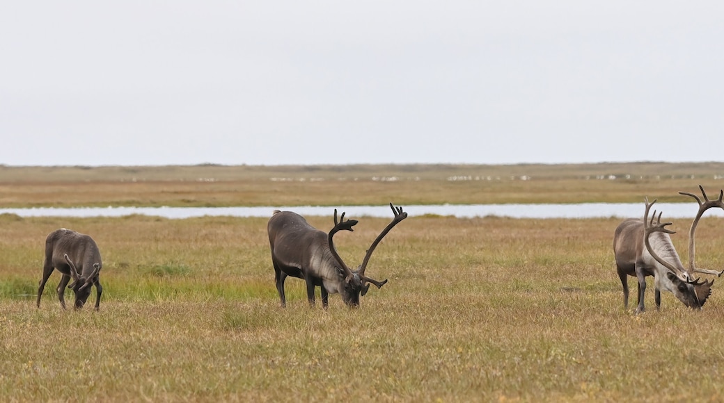 A group of adult male caribou (Rangifer tarandus granti) browses in the Arctic tundra near Deadhorse, Alaska.