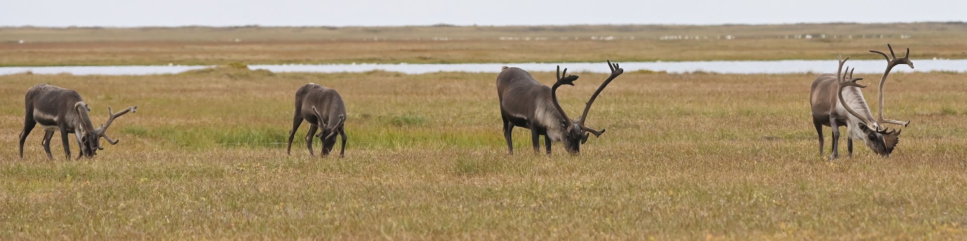 A group of adult male caribou (Rangifer tarandus granti) browses in the Arctic tundra near Deadhorse, Alaska.