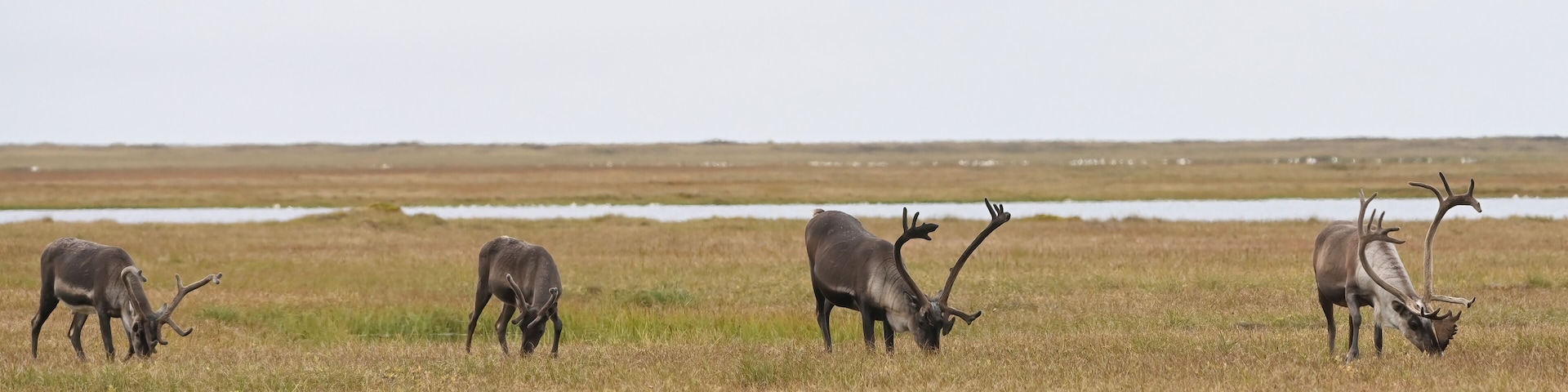 A group of adult male caribou (Rangifer tarandus granti) browses in the Arctic tundra near Deadhorse, Alaska.