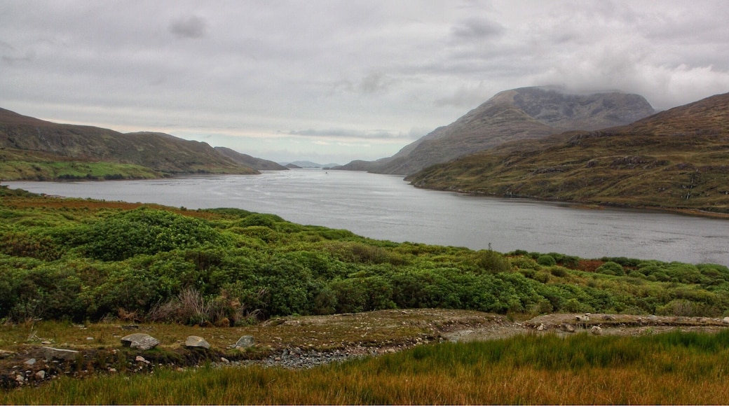 An impressive size Fjord .