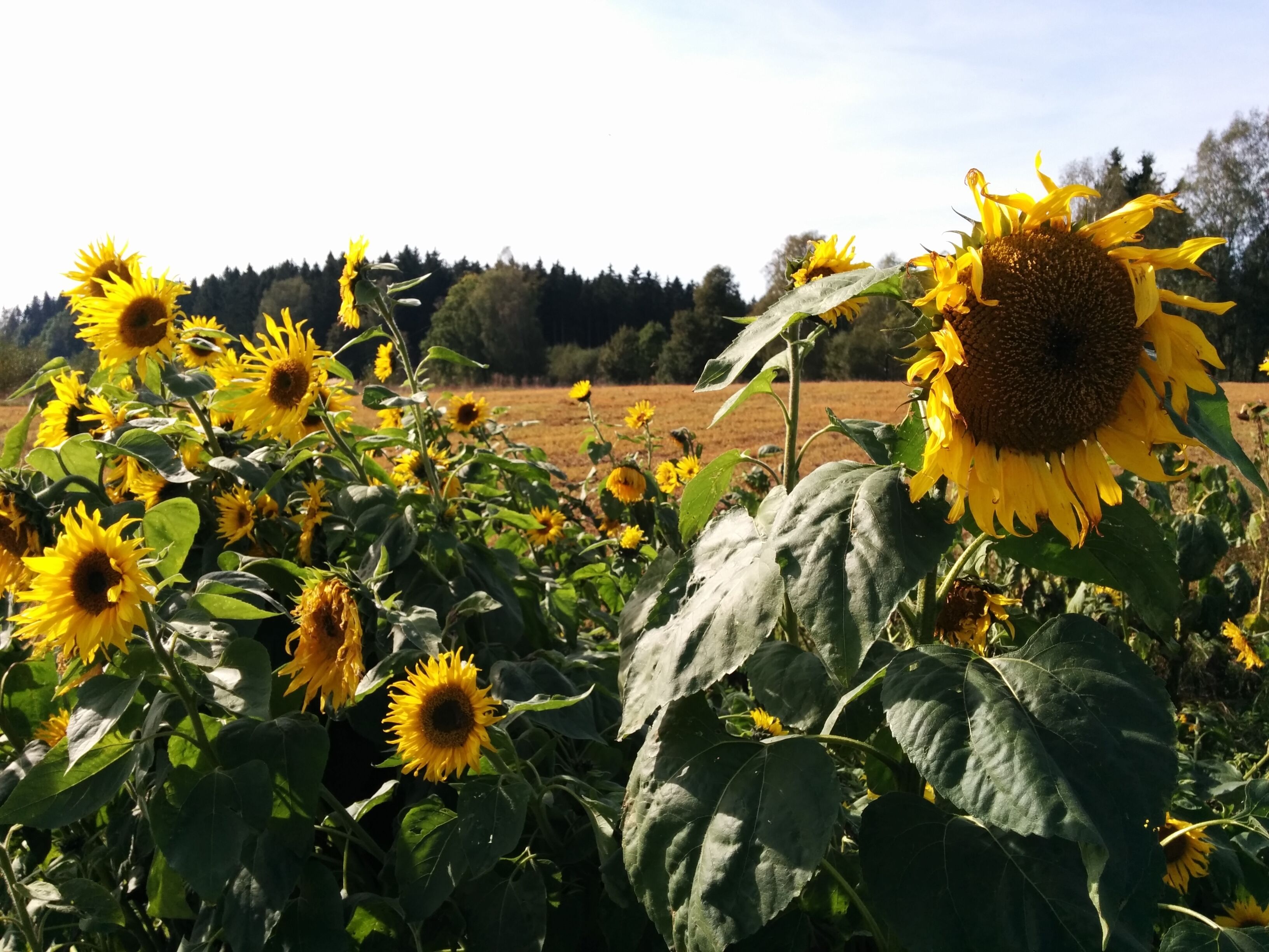 Sonnenblumen auf einem Feld in Deutschland