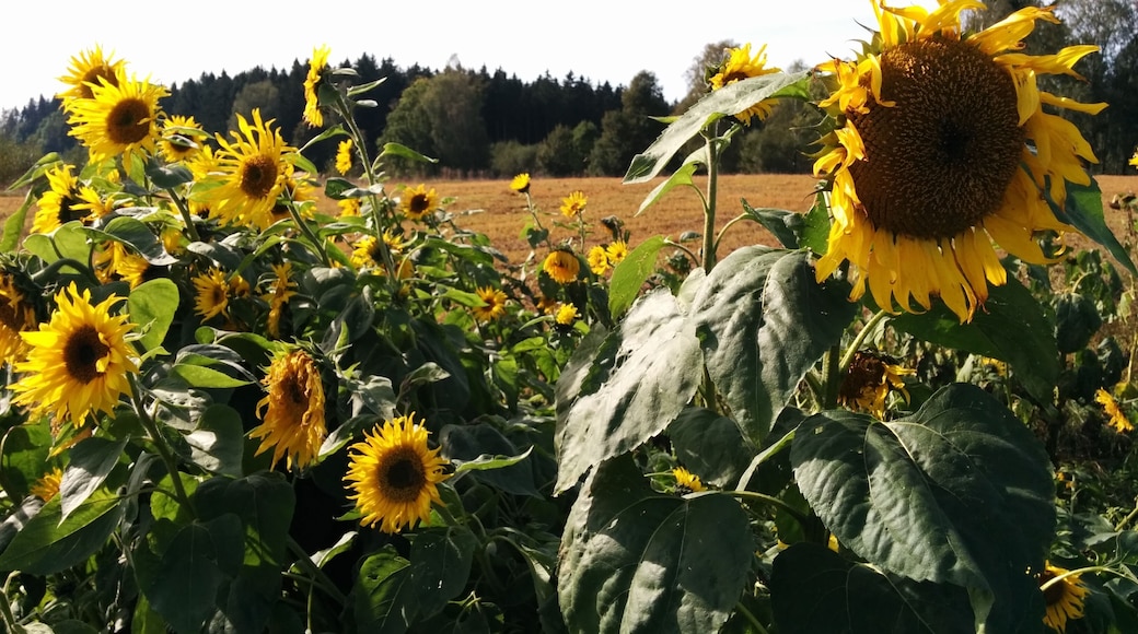 Sonnenblumen auf einem Feld in Deutschland