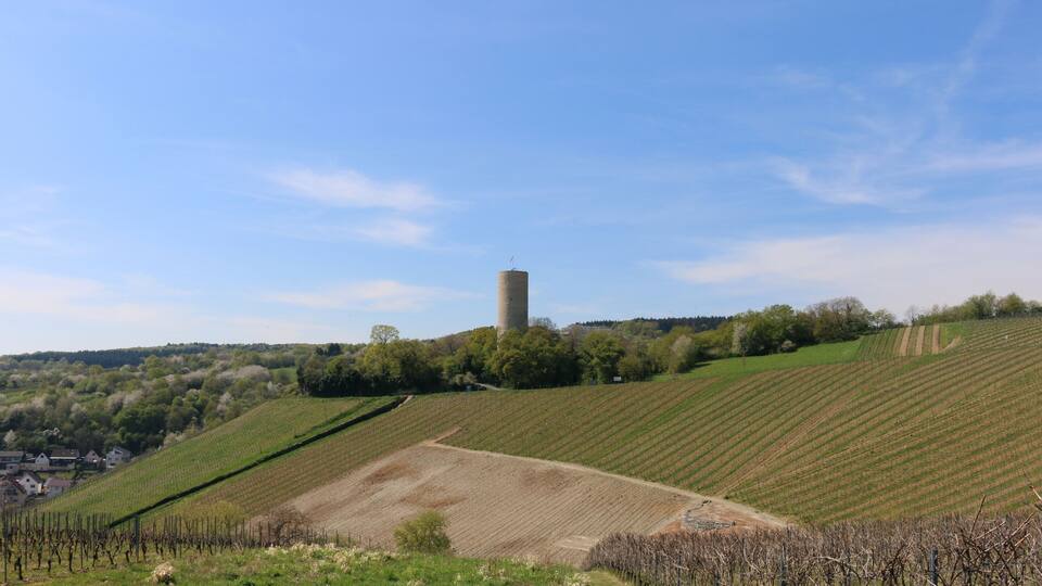 A vineyard with rows of grapevines, a dirt path, and a tower in the background.