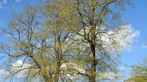 This image was uploaded as part of Wiki Loves Earth 2015.