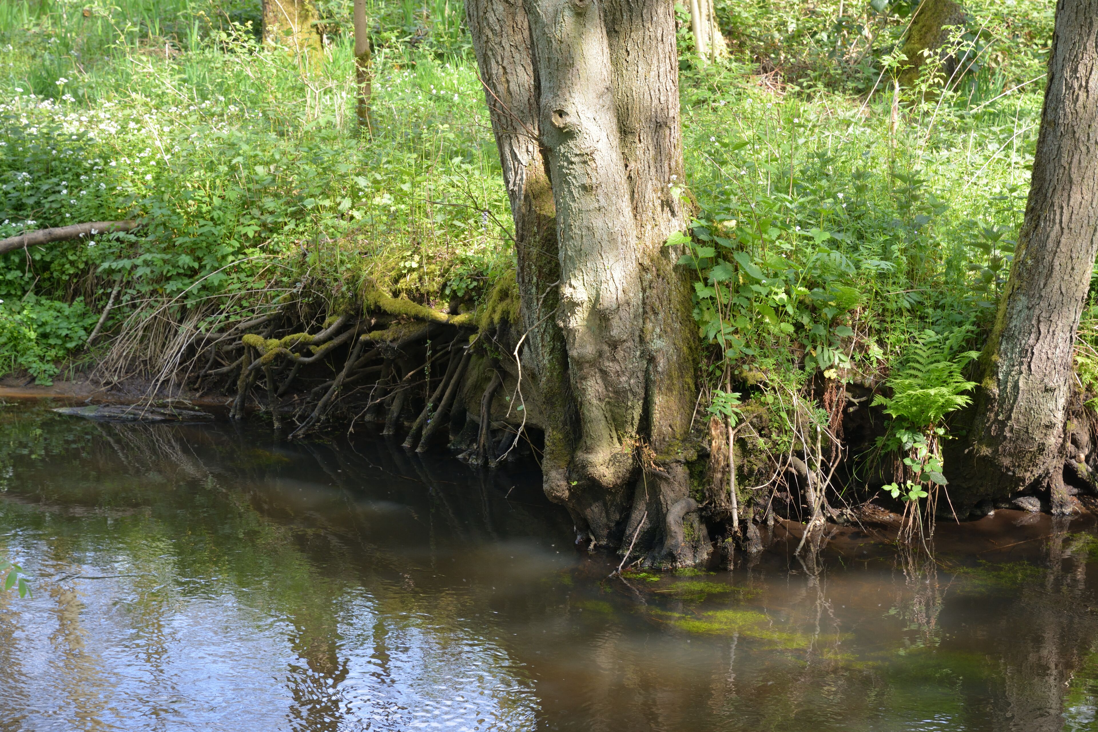 This is a picture of the protected area listed at WDPA under the ID