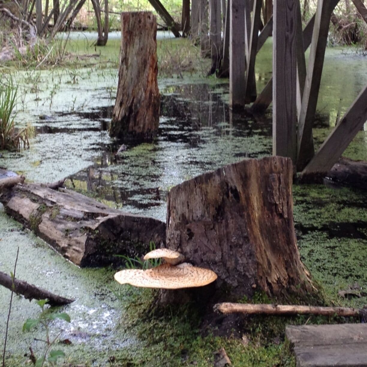 Take Arrowhead Road off Pontiac Trail. Great trails with some hills. Bikes and dogs welcome :0)